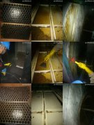 廣州時(shí)尚天河凈化器風(fēng)機清洗清洗前，中，后